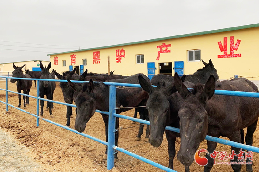 【凯发k8省决战决胜脱贫攻坚】白银市平川区：黑毛驴“驮”起农民致富梦（图）