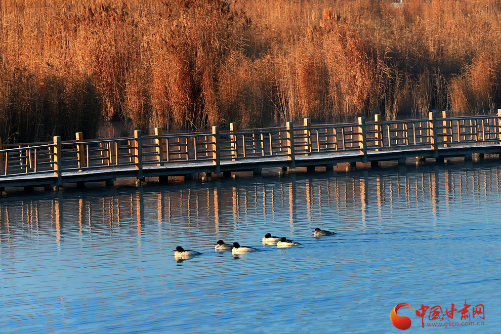 【陇拍客】“鸟中大熊猫”中华秋沙鸭做客张掖湿地
